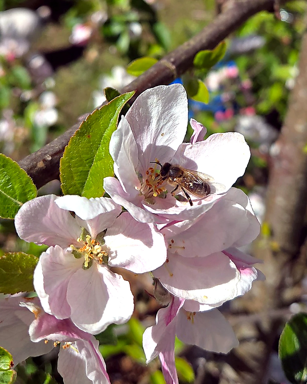 A honey bee on white bramble blossom. The first flowers of the year at Sample Gardens.